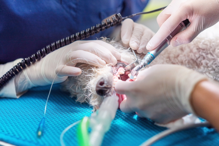 Veterinary dentistry. Dentist surgeon veterinarian treats and removes the teeth of a dog under anesthesia on the operating table in a veterinary clinic. Sanitation of the oral cavity in dogs close-up