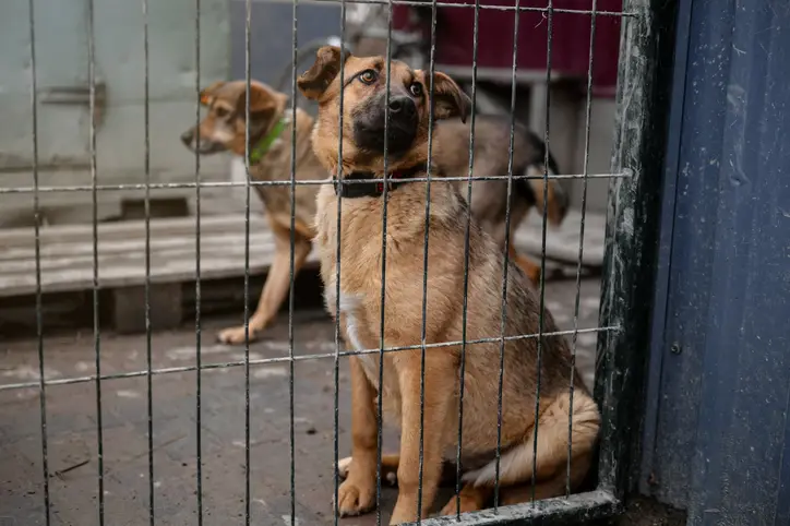 animal welfare