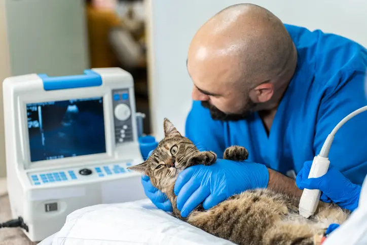 cat-liver-disease